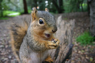 Illustration for article titled Stop it, Squirrel